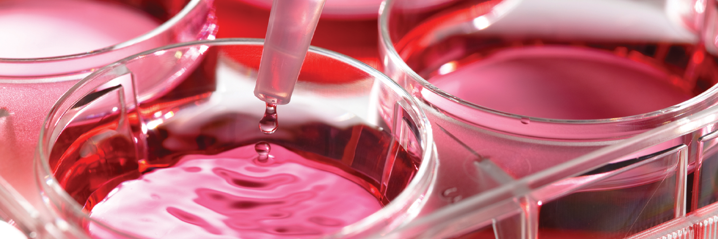 Close-up of pipette of drops of clear red media falling into wells culture plate, ripples on the surface of the media.