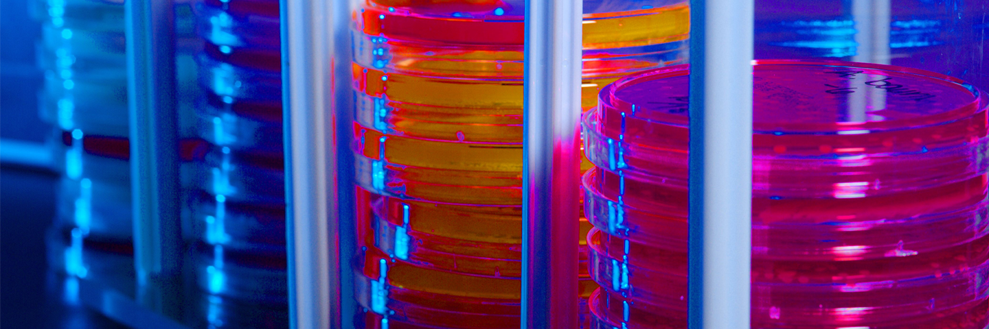 Several stacks of petri dishes containing various colored media, in rack.