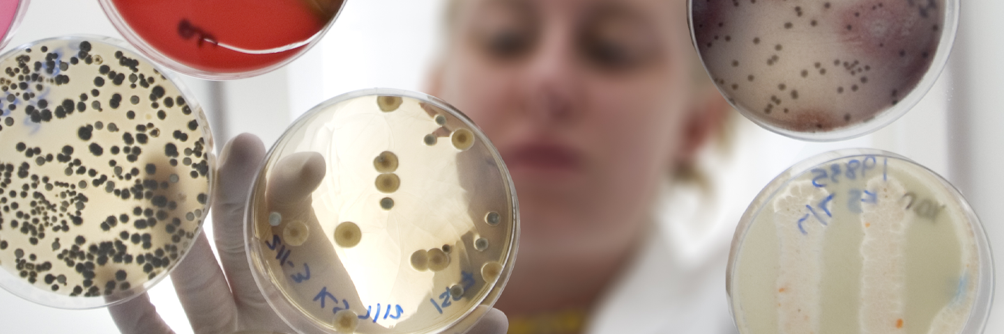 Underside view of scientist reaching down with gloved hand to petri dishes containing various types and colors of media.