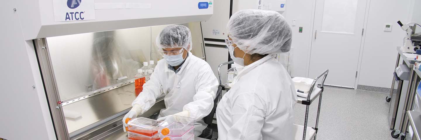 Two scientists in lab wearing hair nets, masks, safety glasses, smock, and gloves standing next to safety hood and looking at bottles containing red medium.