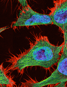 HeLa cells, green, blue and red.