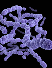 Several floating strings of purple drug-resistant Streptococcus pneumoniae spheres. 