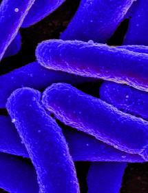 Blueish purple rods of Escherichia coli bacteria.