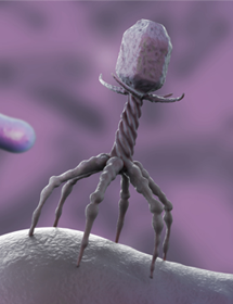 Purple bacteriophage on top of a rod-shaped bacteria with rod-shaped bacteria floating nearby.