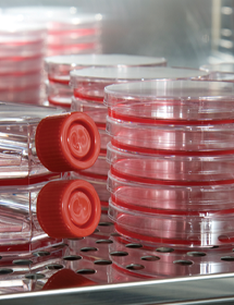 Short stacks of culture flasks and petri dishes containing red media.