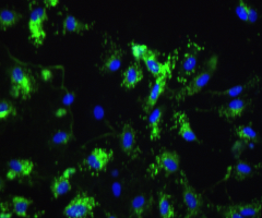 Fluorescent green, blue, and black dermal endothleial cells.