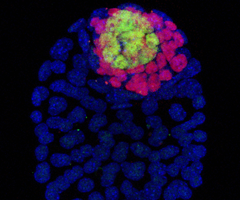Blue and pink mouse blastocyst cells.