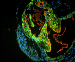 Green, blue and red organoid cells.