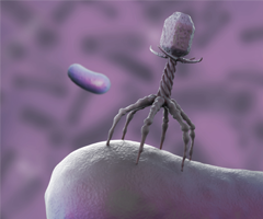 Gray six-legged bacteriophage flanked by two purple, floating rods. 
