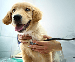 A light-brown puppy being held by a vet, holding a stethoscope to the dog's chest.