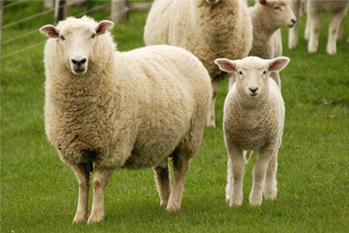 sheep, herd, field, grass, animals, lamb, livestock, ruminant mammal, ovis aries, bovidae,  