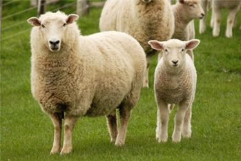 sheep, herd, field, grass, animals, lamb, livestock, ruminant mammal, ovis aries, bovidae,