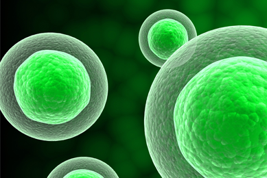 Green cell nucleus.