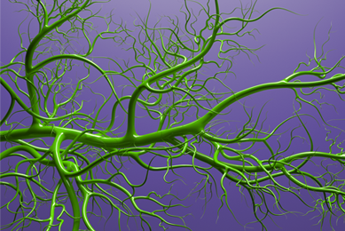 Green and purple vascular system.