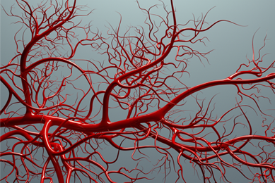 Red vascular system.