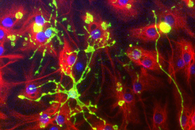Astrocytes and oligodendrocytes from neural stem cells.