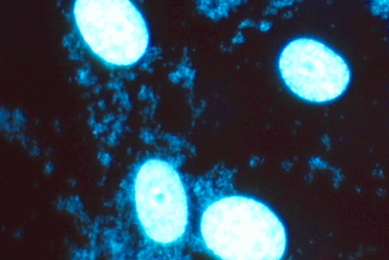 Blue m-hyorhinis mycoplasma cells.