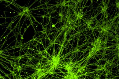 Green neural progenitor stem cells.