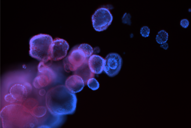 Blue and purple ecad488 organoid cells.