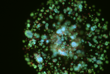 Green and red organoid cells.