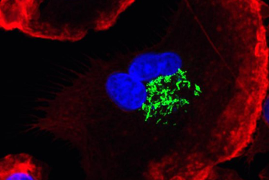Fluorescent red, blue, and green cells.
