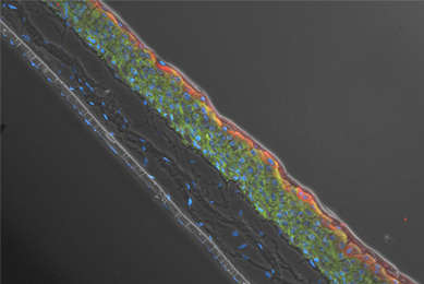 Green and red kidney cells.