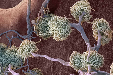 Kidney glomeruli rotate.