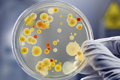 Gloved fingers holding one side of a petri dish containing orange, cream, and yellow spheres of bacteria.