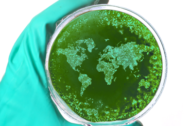 Gloved hand holding a petri dish containing green particles in the shape of the world�s continents. 