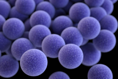 Round, floating, purple-blue balls of staphylococcus aureus bacteria.