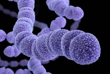 Several floating strings of purple drug-resistant Streptococcus pneumoniae spheres.