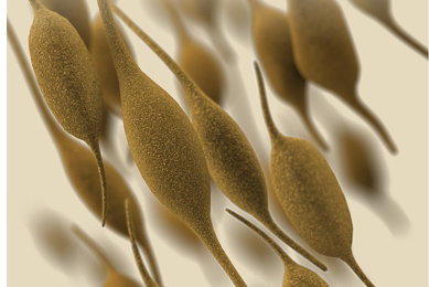 Gold, bean-shaped pods of Mycoplasma pneumoniae.