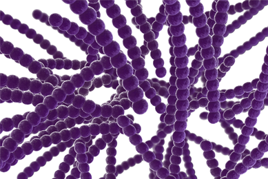 Strands of pearl-like purple Streptococci bacteria.