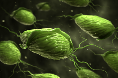 Green, dumpling-shaped Trichomoniasis parasite with tails.