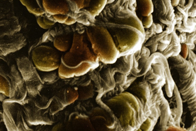 White and red cluster of malaria parasite.