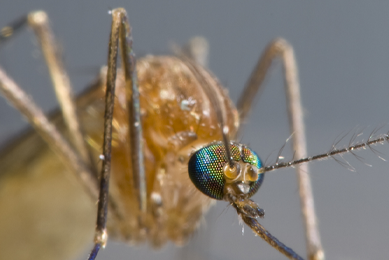 Closeup of a mosquito, focused on the eyes, antenna, and the mouthpart.