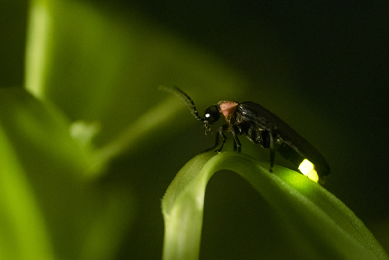 Closeup of a black and red firefly showing his light while standing on a green leaf.