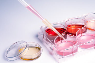 Pipette containing pink media above culture wells containing media of various colors.
