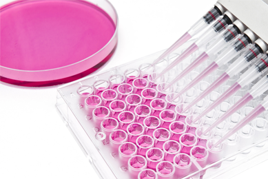 Multi channel pipettes, filling cell culture well plate with clear pink media.