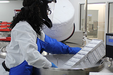 Scientist wearing safety mask, smock, and gloves removing stock from cryo tank in repository.