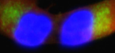 Fluorescent blue  neuronal cell culture cells.