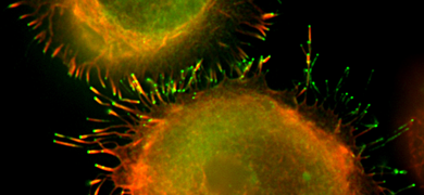 Immunology Atcc