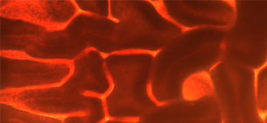 Orange bacilluspumilus bacteria.