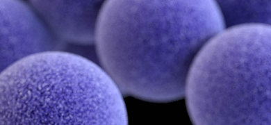 Round, floating, purple-blue balls of staphylococcus aureus bacteria.