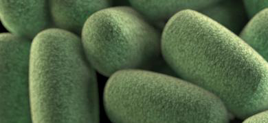 A cluster of green, rod-shaped clostridium bacteria.