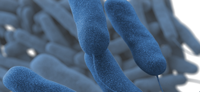 Blue, floating rod-shaped Legionella pneumophila bacteria with tales.