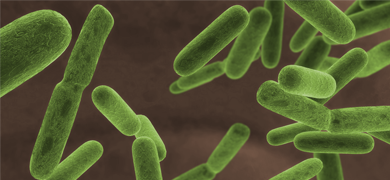 e-coli-large Green, rod-shaped Escherichia coli bacteria.