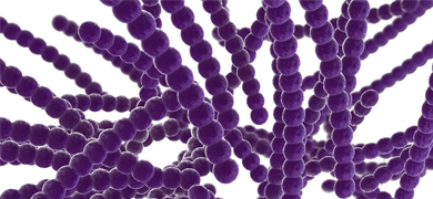 Strands of pearl-like purple Streptococci bacteria.