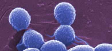 Group of round, blue Enterococcus bacteria.