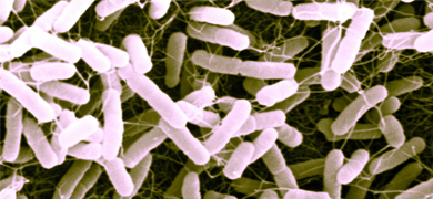 Cluster of small, pink, and brown, rod-shaped Escherichia coli bacteria.